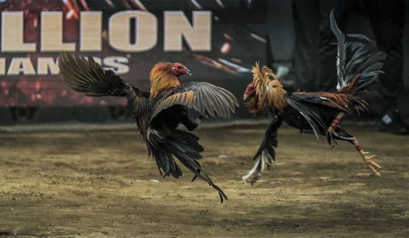 Các hình thức đá gà phổ biến tại nhà cái Daga99