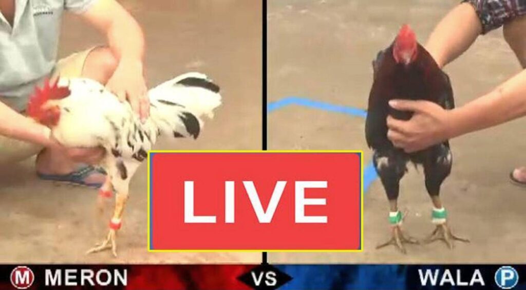 Đá gà Thomo tại Daga99 thu hút được nhiều người tham gia