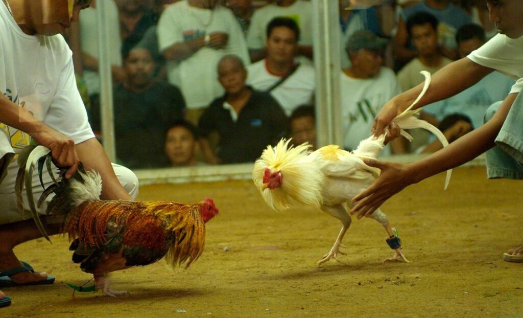 Theo dõi trực tiếp các trận đá gà cựa dao từ trường gà Thomo tại Daga99 