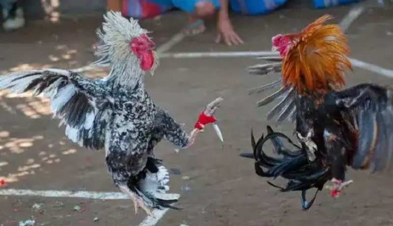 Điểm cộng của đá gà CPC2 tại Daga99