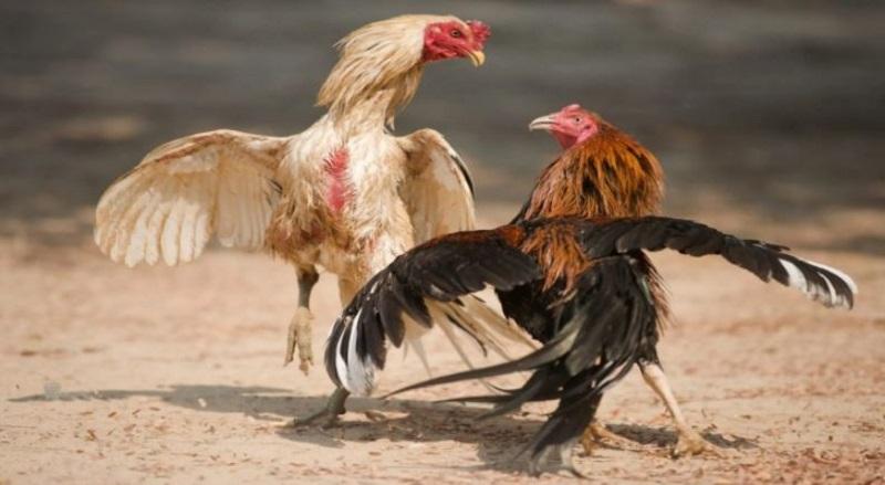 Một số thắc mắc của cược thủ khi tải app nhà cái Daga99