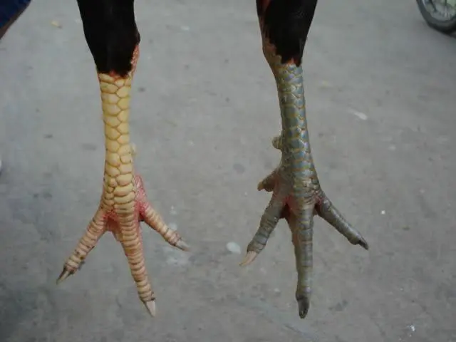 Những lý do để thư hùng kê nằm trong danh sách chiến kê được ưa chuộng 