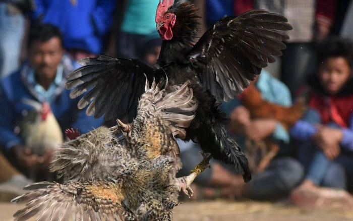 Một số lý do nổi bật về giống gà đoản thiệt