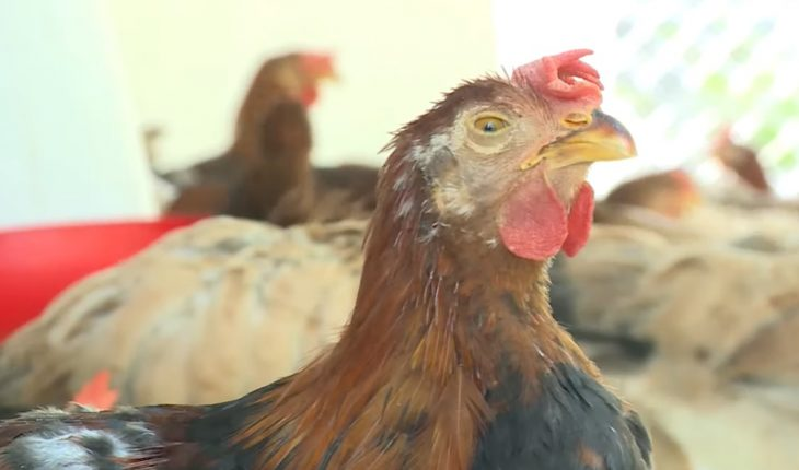 Một số cách điều bị bệnh hen ở gà chọi hiệu quả nhất 