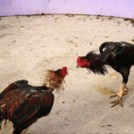 Lưu ý trong cách chọn gà đá cựa sắt 