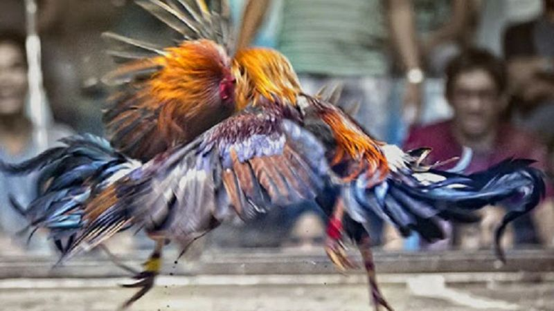 Đá gà mạng tồn tại yếu tố may rủi