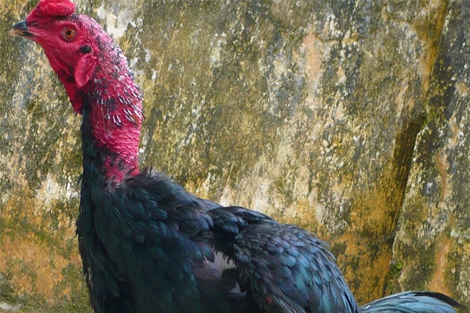 Thực hiện xoa và om bóp cổ gà định kỳ
