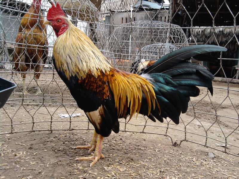 Kết hợp dinh dưỡng với vận động để gà phát triển tốt