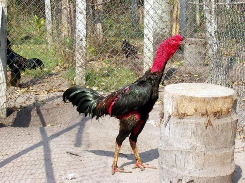 Chủ động phòng ngừa bệnh thường gặp ở gà chọi