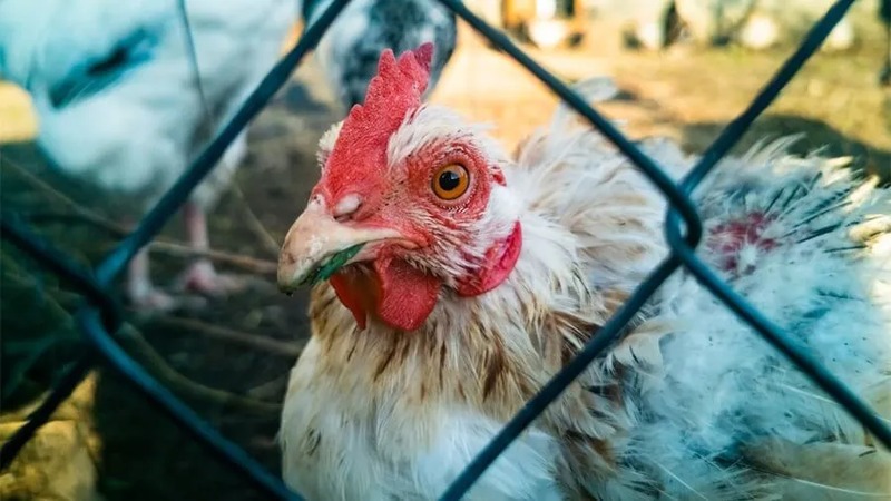 Gà đá bị khò khè xuất phát từ nhiều nguyên nhân