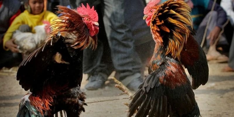 Có nhiều giải đấu kịch tính, hấp dẫn