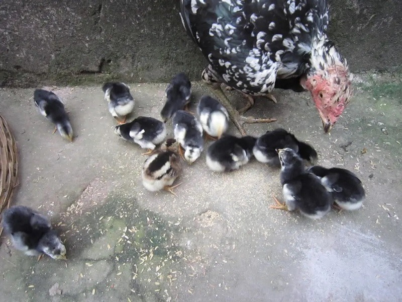 Yếu tố đầu tiên nuôi gà mới nở là gì?