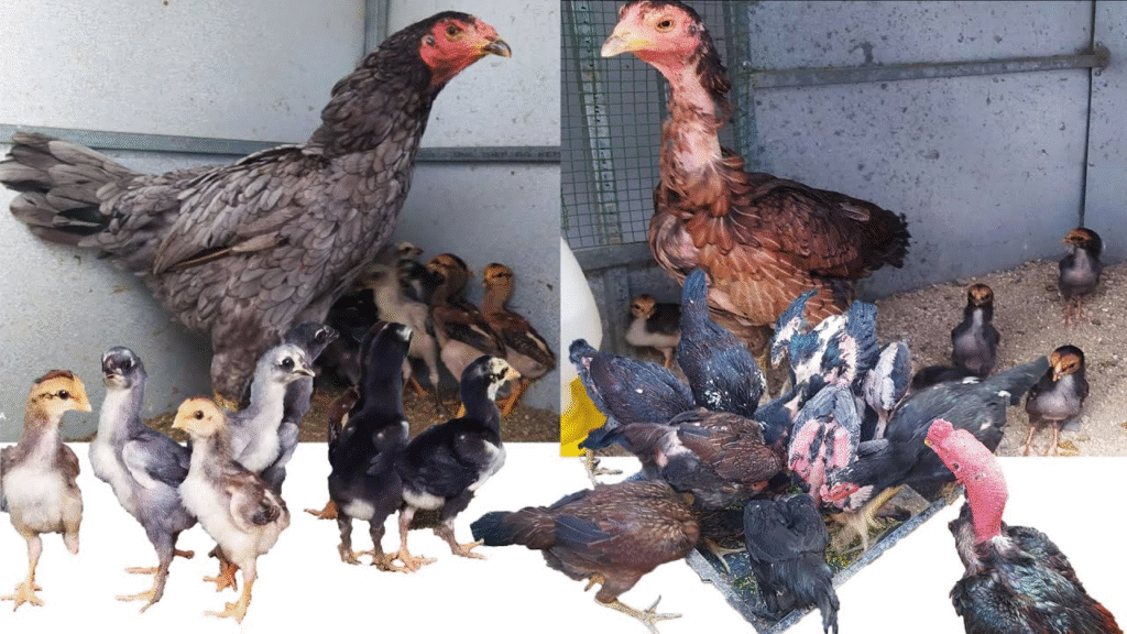 Phòng bệnh cho gà chọi mới nở rất quan trọng