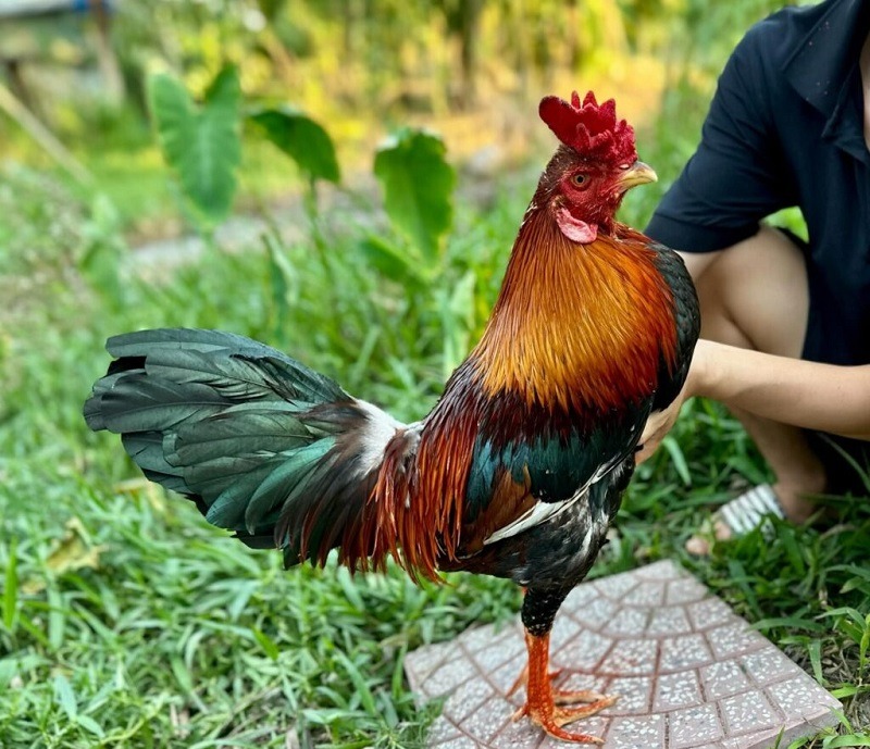 Khái niệm đổ gà đá là gì?