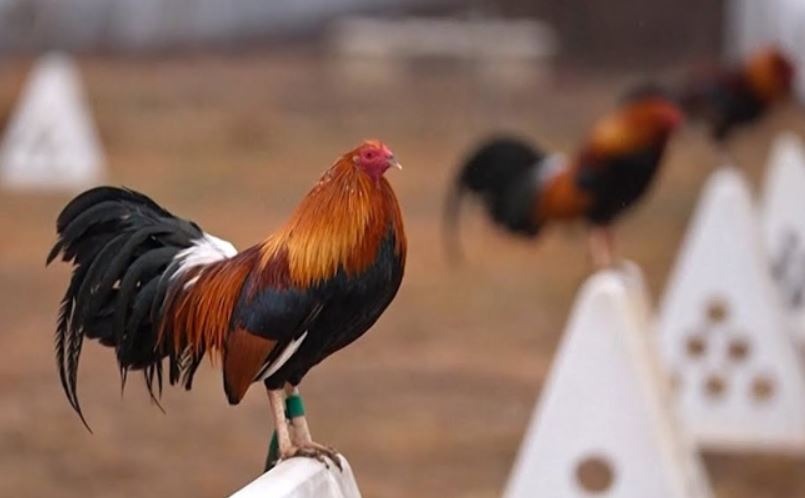 Các tiêu chuẩn chọn gà dựa trên ngoại hình