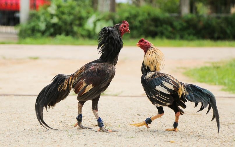 Sư kê nên xây dựng chuồng trại và môi trường nuôi gà sạch sẽ