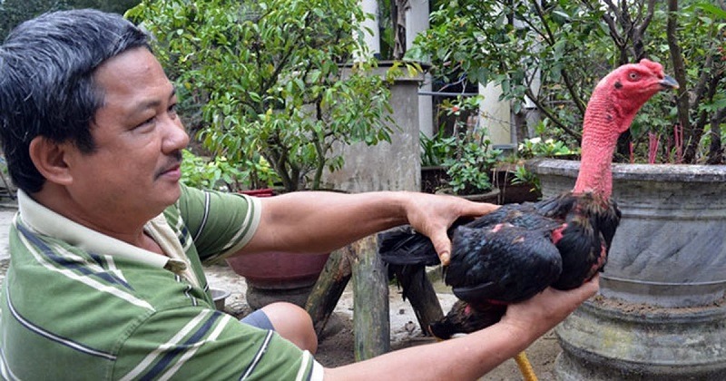 Bế gà đá đúng cách mang đến nhiều lợi ích