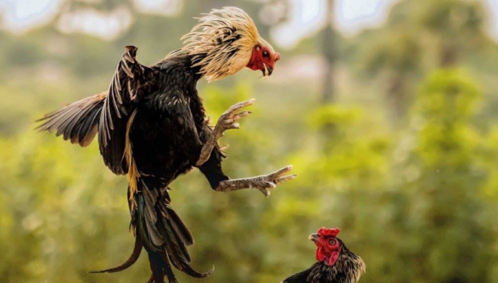 Bạn hãy xây chuồng trại thoáng mát để gà đá phát triển cơ bắp chân 