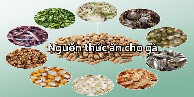 Tổng hợp các nhóm thức ăn cho gà chọi