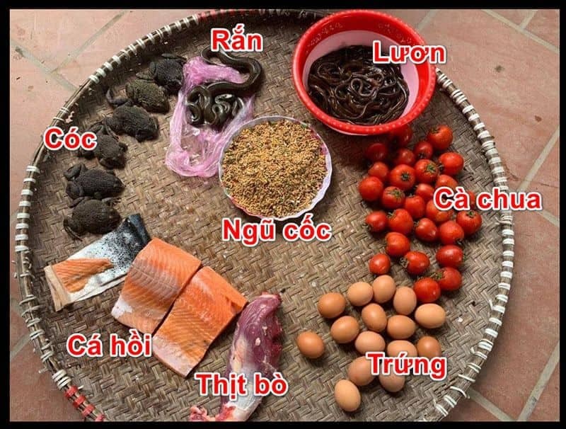 Lưu ý khi cho gà ăn mỗi ngày