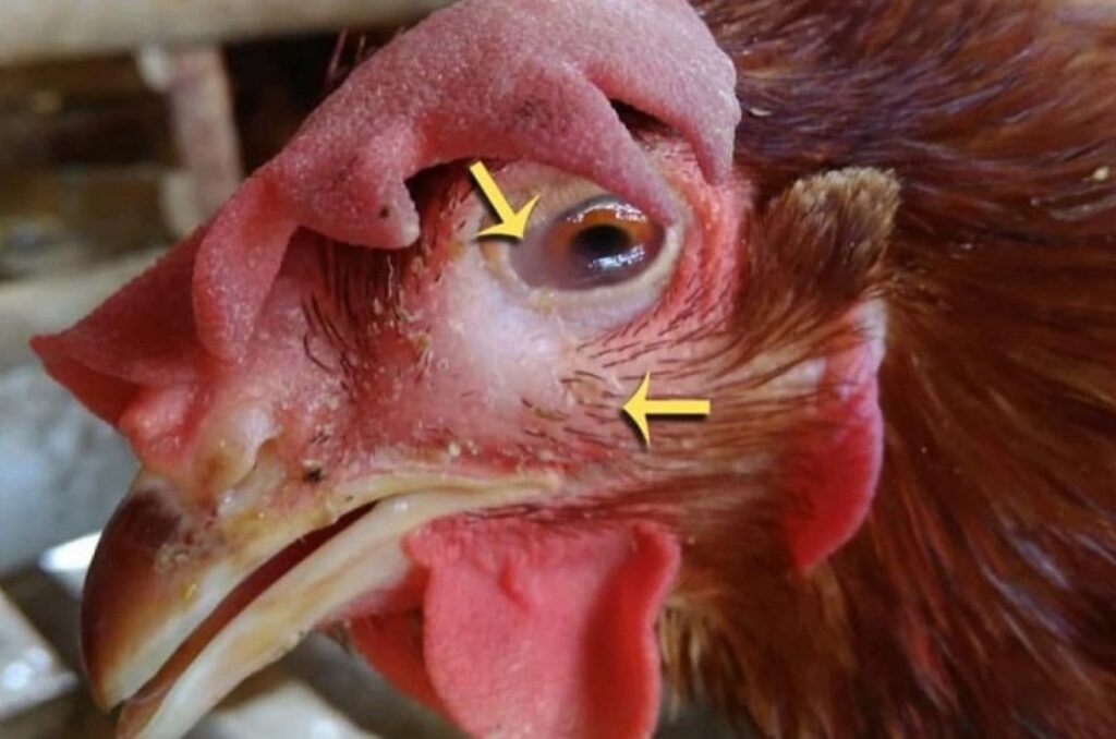 Hầu hết các triệu chứng nhiễm bệnh ở gà rất dễ để phát hiện