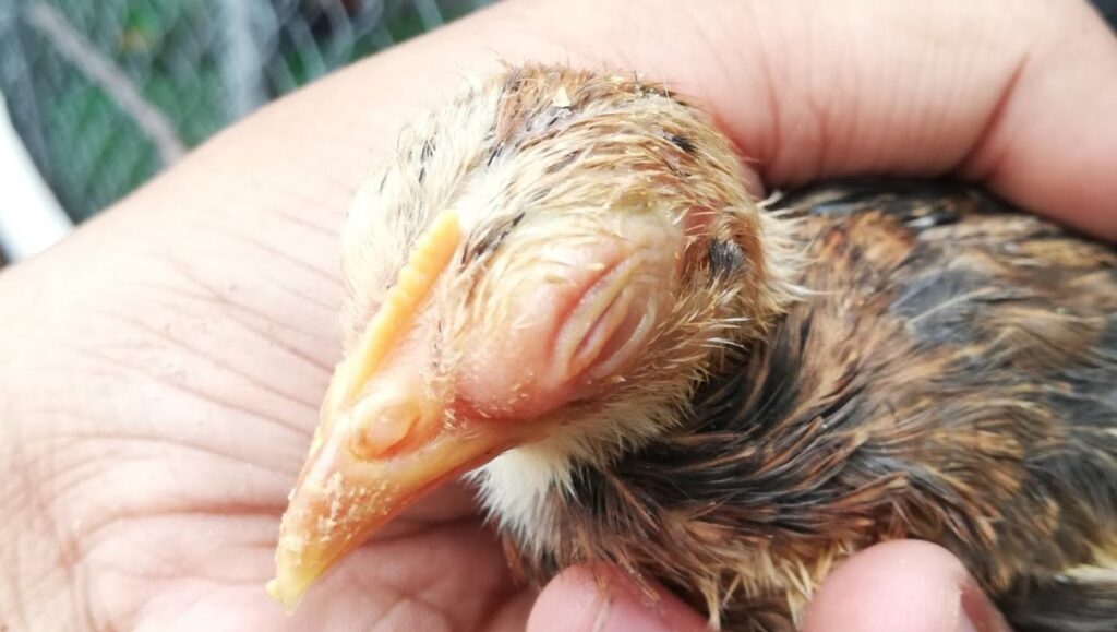 Đảm bảo vệ sinh là một trong những yếu tố quan trọng giúp gà được khỏe mạnh