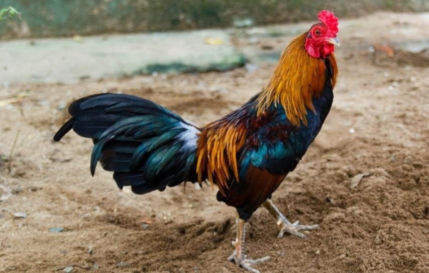 Hướng dẫn chi tiết các bước lai tạo gà đá cựa 