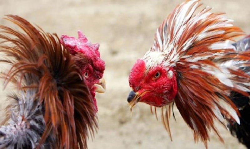 Các mẹo dân gian hữu ích trong cách nuôi gà đá có lực chuyên nghiệp